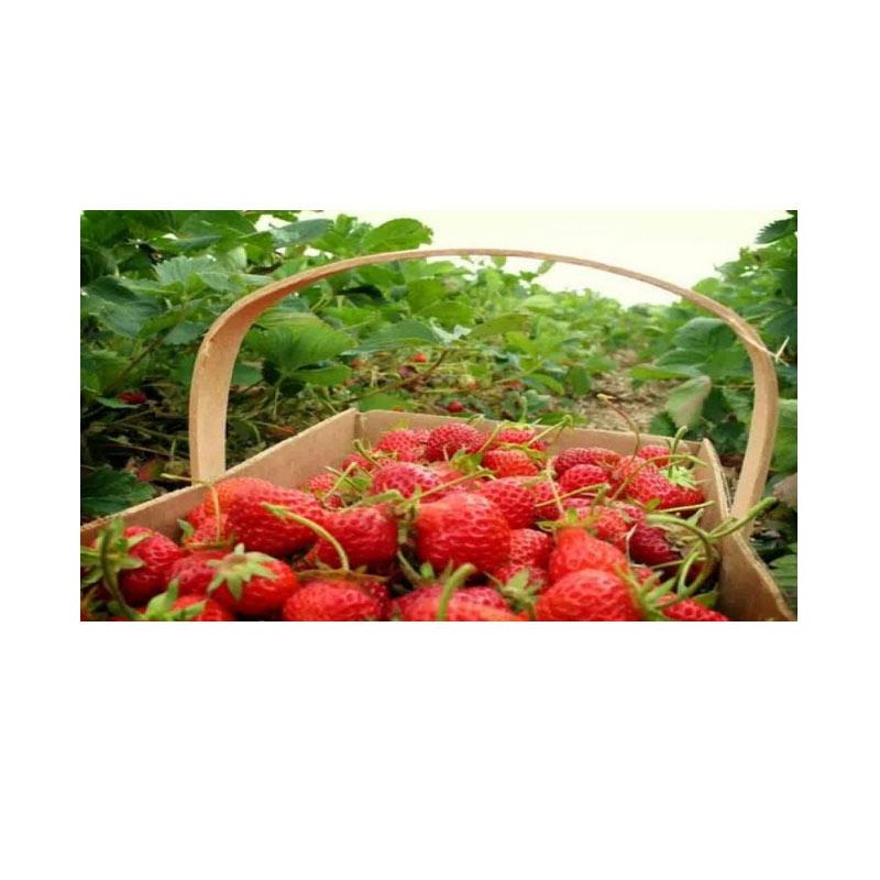 LapakTrip - Halfday Kebun Strawberry Bedugul Voucher
