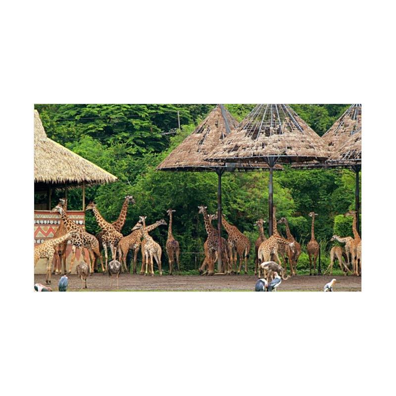 LapakTrip Safari World Bangkok - Safari Park E-Ticket [Fullday]