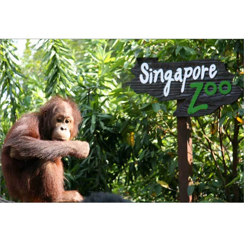 Travel Point Tour Bandung - Singapore Zoo E-Ticket [Dewasa]