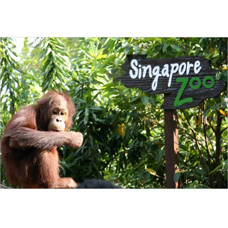 Travel Point Tour Bandung - Singapore Zoo E-Ticket [Anak]