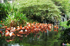 Mile Travel - Jurong Bird Park Tiket Dewasa